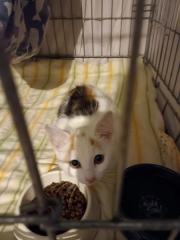 Fundtier Tier-ID 32931