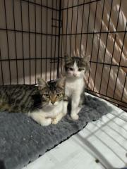 Fundtier Tier-ID 33380