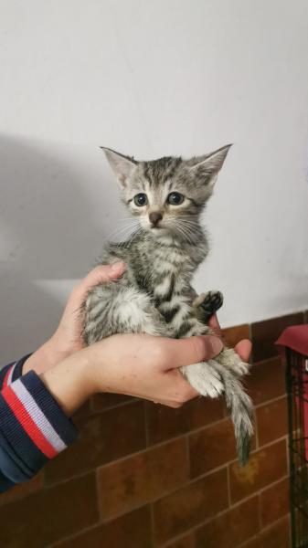 Europäische Hauskatze