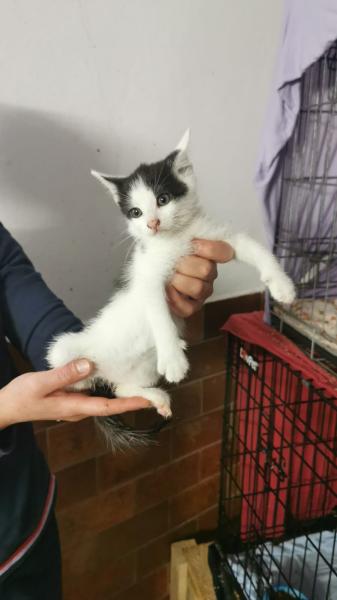 Europäische Hauskatze