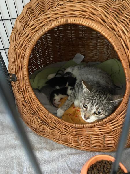 Europäische Hauskatze