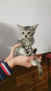 Fundtier Tier-ID 33807