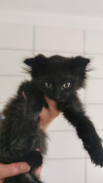 Europäische Hauskatze