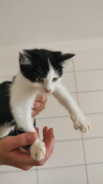 Europäische Hauskatze