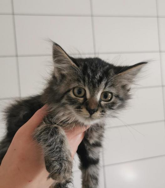 Europäische Hauskatze