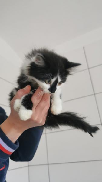 Europäische Hauskatze