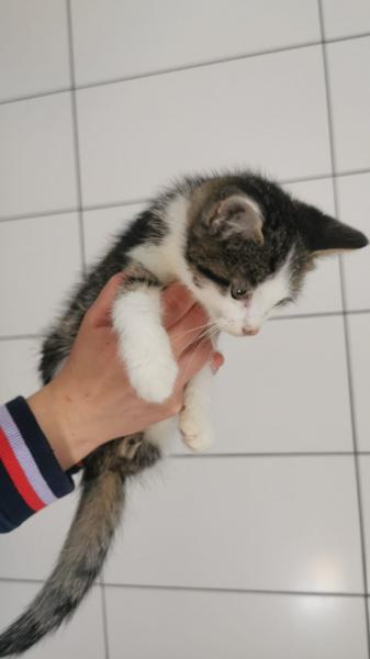 Europäische Hauskatze