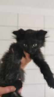 Fundtier Tier-ID 33785