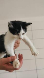 Fundtier Tier-ID 33789