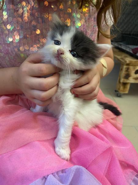 Langhaarkatze-Mischling