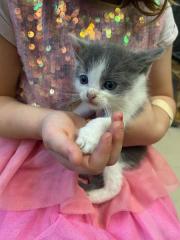 Fundtier Tier-ID 33345