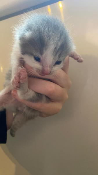 Europäische Hauskatze