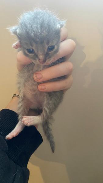 Europäische Hauskatze