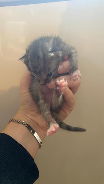 Europäische Hauskatze