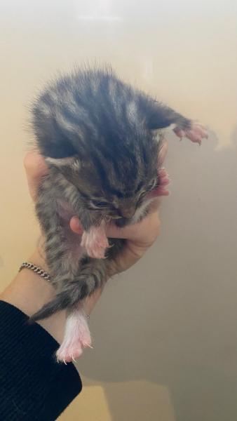 Europäische Hauskatze