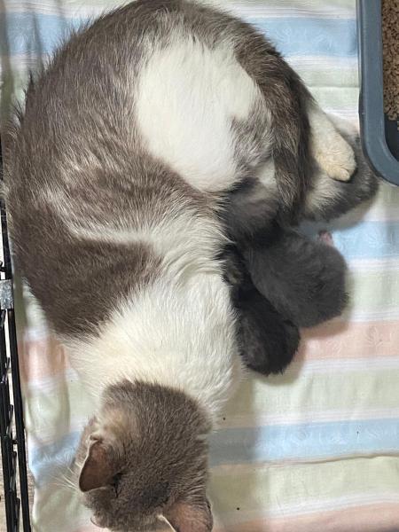 Europäische Hauskatze