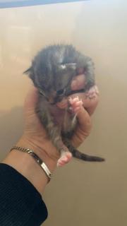 Fundtier Tier-ID 33580