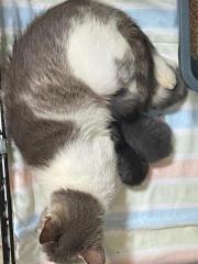 Fundtier Tier-ID 33577