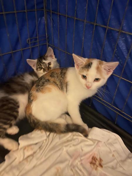 Europäische Hauskatze