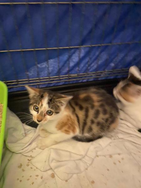 Europäische Hauskatze