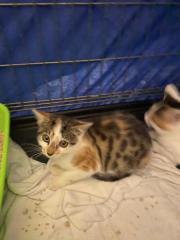 Fundtier Tier-ID 33323