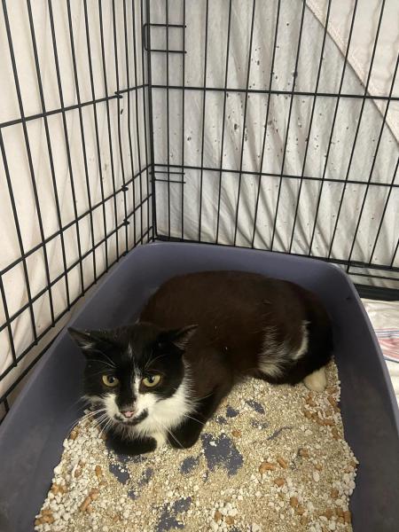 Europäische Hauskatze