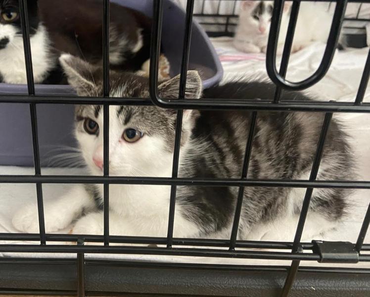 Europäische Hauskatze