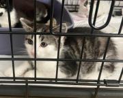 Fundtier Tier-ID 33739