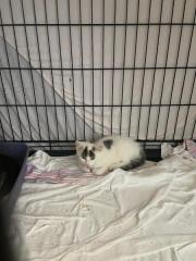 Fundtier Tier-ID 33740