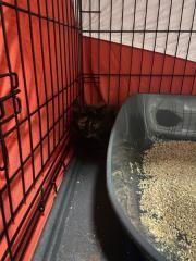 Fundtier Tier-ID 33705