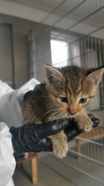 Europäische Hauskatze