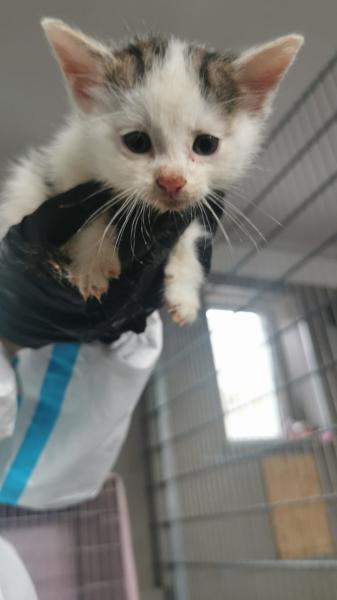 Europäische Hauskatze