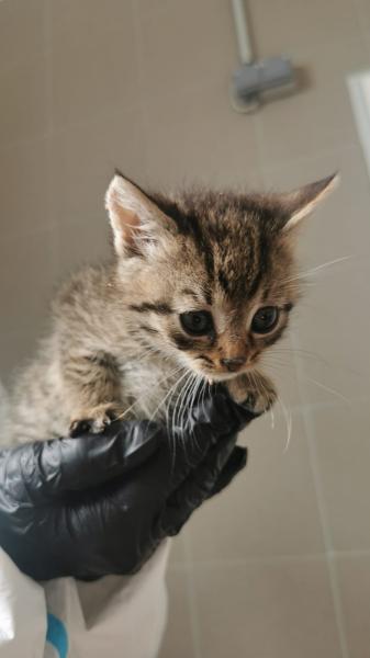 Europäische Hauskatze