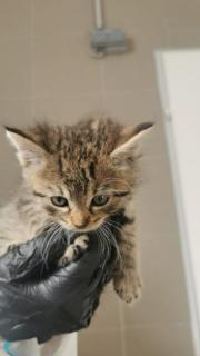 Fundtier Tier-ID 33902