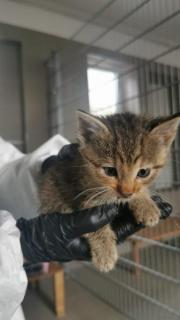 Fundtier Tier-ID 33898