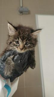 Fundtier Tier-ID 33899