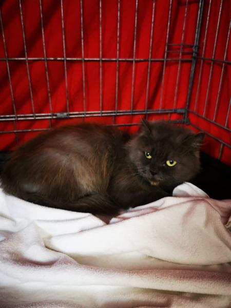 Europäische Hauskatze