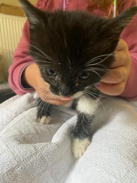 Europäische Hauskatze