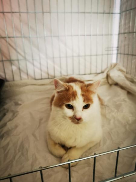 Europäische Hauskatze