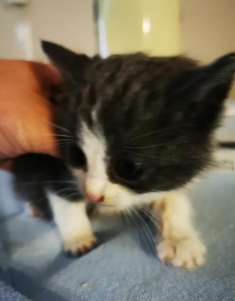 Europäische Hauskatze