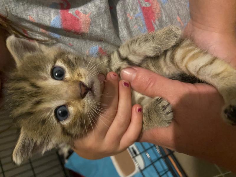 Europäische Hauskatze