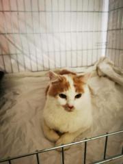 Fundtier Tier-ID 33720