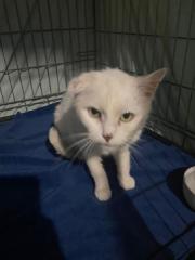 Fundtier Tier-ID 33617