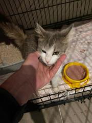 Fundtier Tier-ID 33618