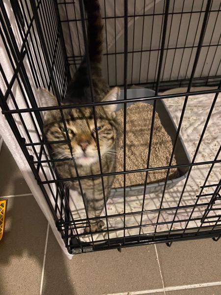 Europäische Hauskatze