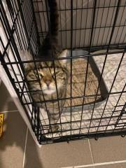 Fundtier Tier-ID 34418