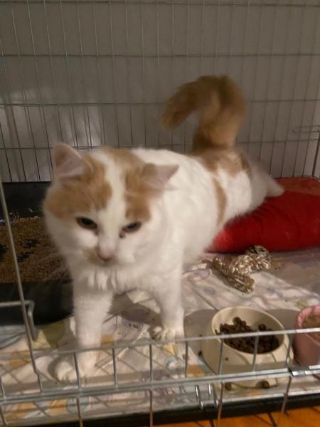 Europäische Hauskatze