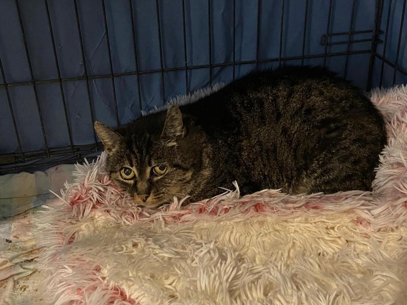 Europäische Hauskatze