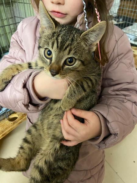 Europäische Hauskatze