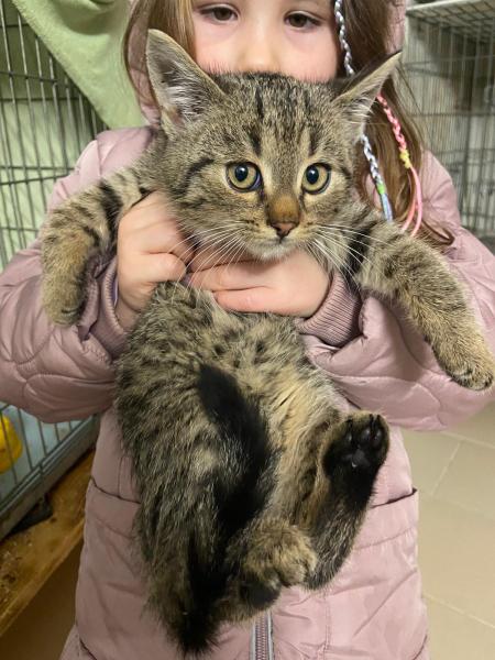 Europäische Hauskatze